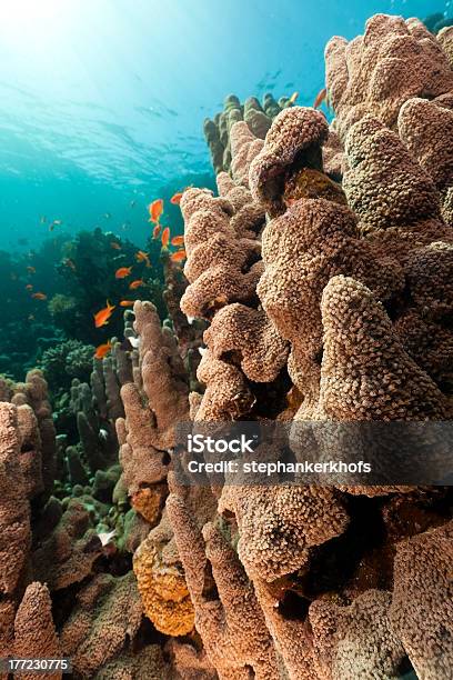 Tropical Underwater Scenery In The Red Sea Stock Photo - Download Image Now - Animal, Animals In The Wild, Beauty In Nature