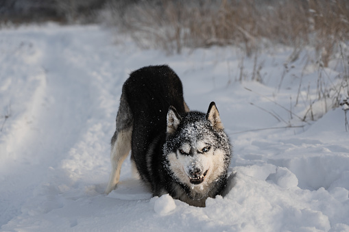An angry husky dog shows its teeth in a snowdrift in winter. High quality photo