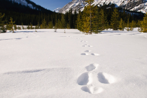 Footprints of a person who climbed Uludag in winter
