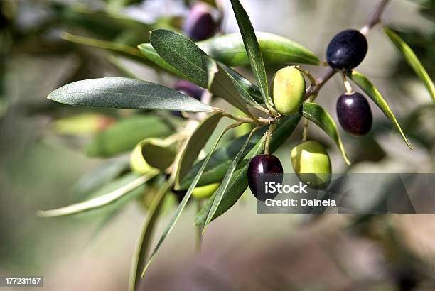 Olive Branch Toscana Foto de stock y más banco de imágenes de Olivo - Olivo, Aceituna, Rama de olivo