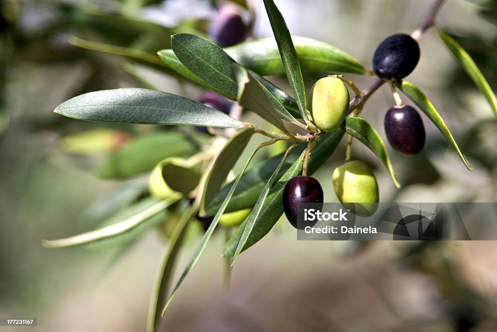 Toscana Olive Branch - Foto de stock de Oliveira royalty-free