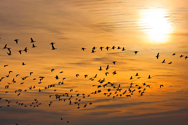 istock Flock of snow geese 177231221