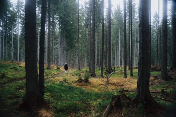 istock A girl walking in a moody forest. 1772313304