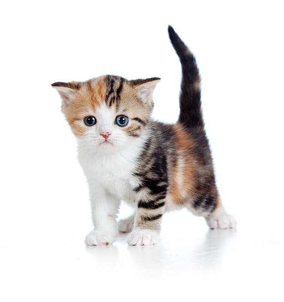 istock baby cat one month old 177231497