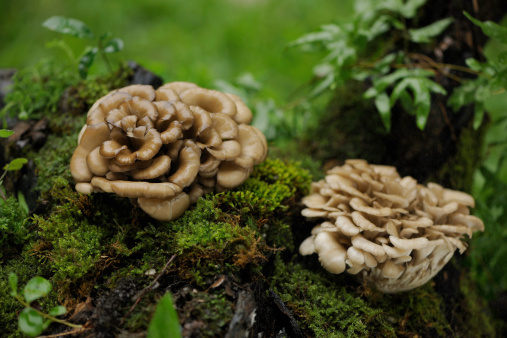 Two Maitake mushroom on tree logs