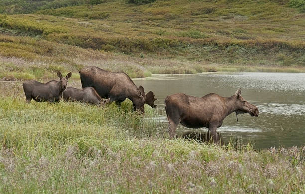 istock MooseFamily 177231760