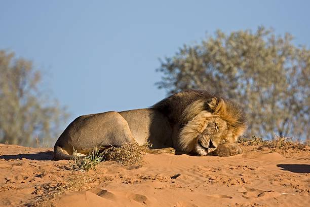 male lion - lion sands photos et images de collection