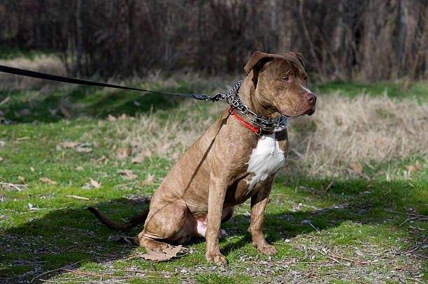 istock bulldog dog care 177232391