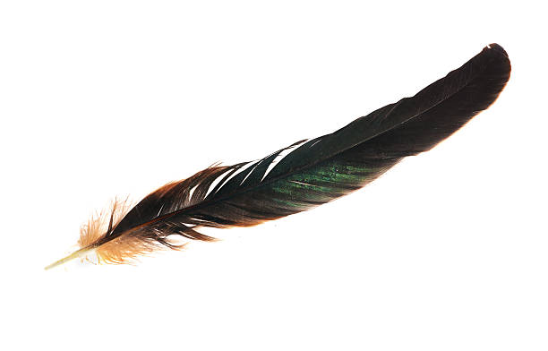 istock black and brown dark isolated feather 177232490