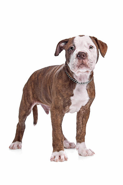 American Bulldog American Bulldog in front of a white background american bulldog stock pictures, royalty-free photos & images