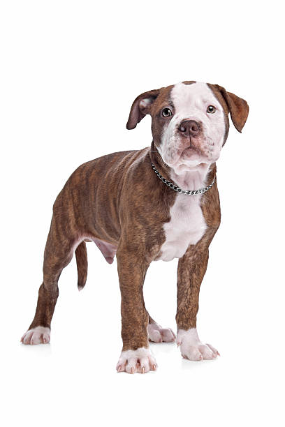 американский бульдог - american bulldog стоковые фото и изображения