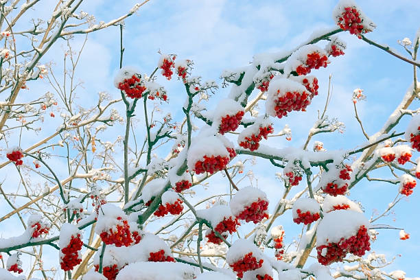 istock Fruits of rowan-berry covered white snow 177232648