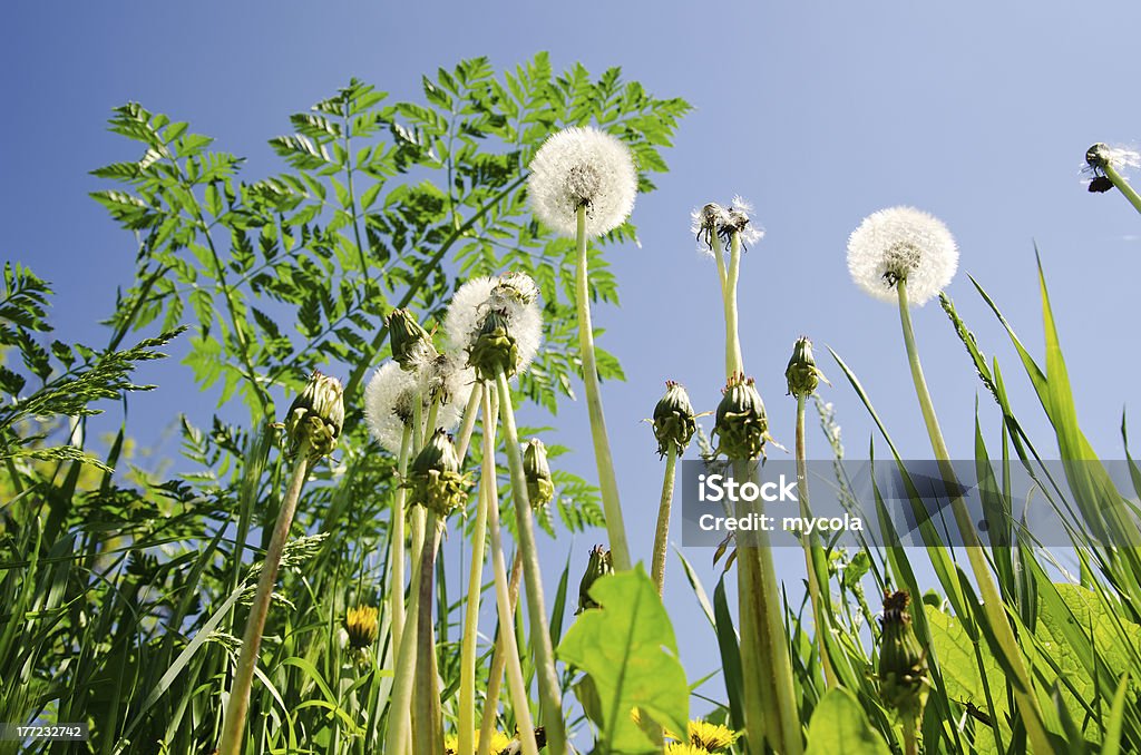 spring meadow with dandelions Beauty In Nature Stock Photo