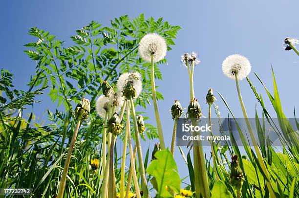 Spring Meadow With Dandelions Stock Photo - Download Image Now - Beauty In Nature, Blossom, Blowing