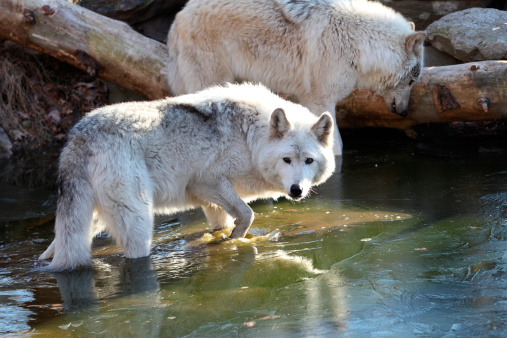 Gray Wolf in icy pond with reflection