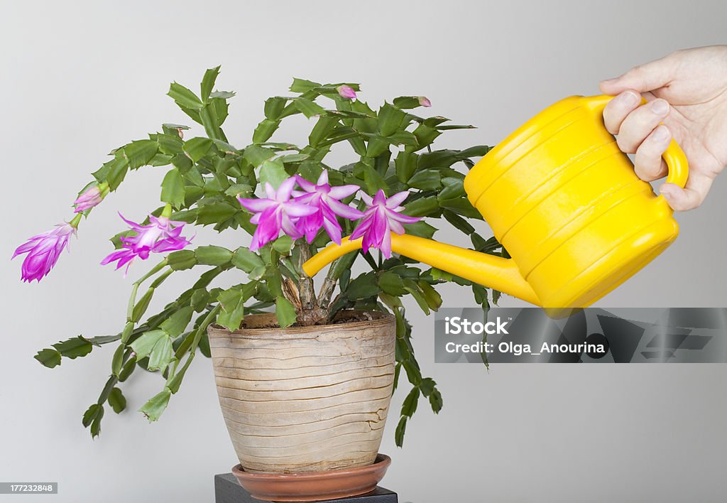 Watering a plant Pink christmas Zygocactus (syn. Schlumberga) flowerLIGHTBOX HOUSEPLANTS HERE: Christmas Cactus Stock Photo