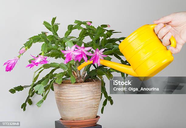 Watering A Plant Stock Photo - Download Image Now - Christmas Cactus, Watering, Cactus