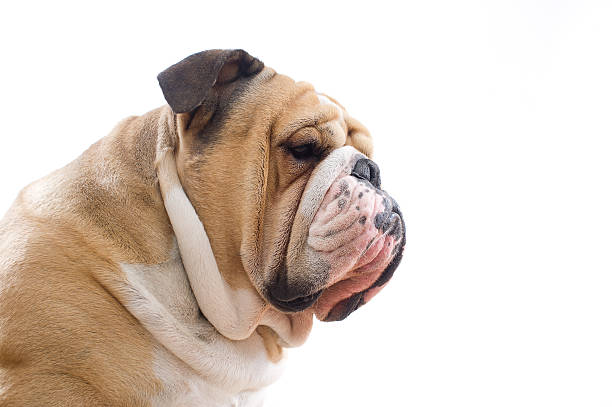 istock English Bulldog portrait 177233074