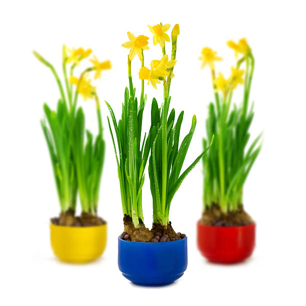 Narcissus and daffodil in the flower pot stock photo