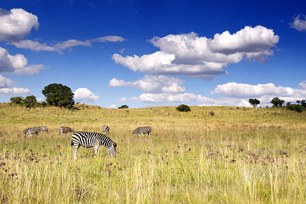 Landscape image of Zebra with a cloudy african sky stock photo