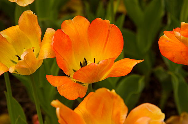 elegante en orange - orange ohio fotografías e imágenes de stock