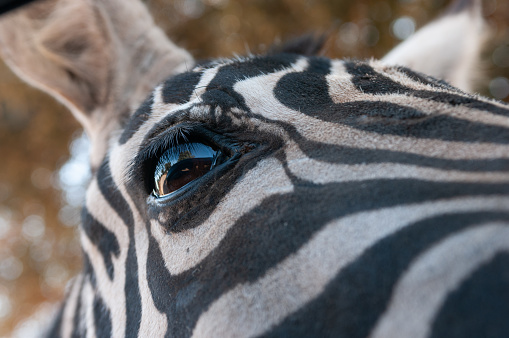 Portrait of a zebra. Animal in close-up. Hippotigris.
