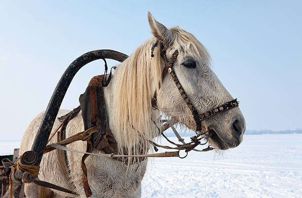 istock Head of white horse with harness 177233596