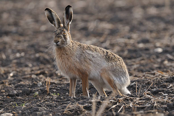 europäische hare europaeus lepus - hase wildfleisch stock-fotos und bilder