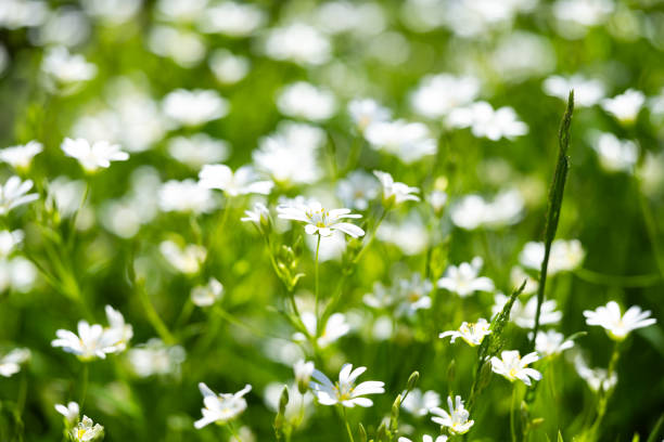 background of chickweed flowers in spring