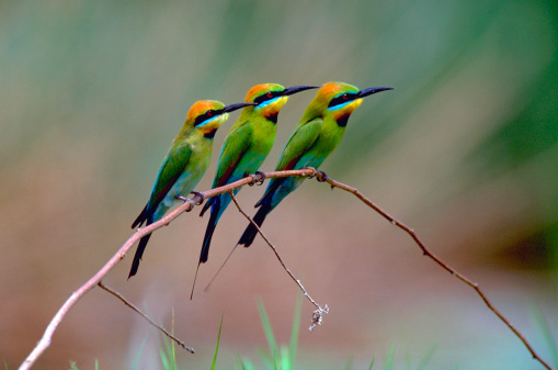 Three Rainbow bee-eaters perching on a branch