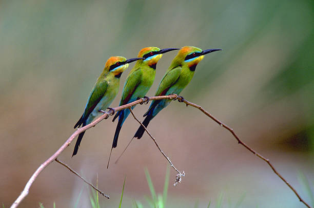 Three Rainbow bee-eaters Three Rainbow bee-eaters perching on a branch bee eater photos stock pictures, royalty-free photos & images