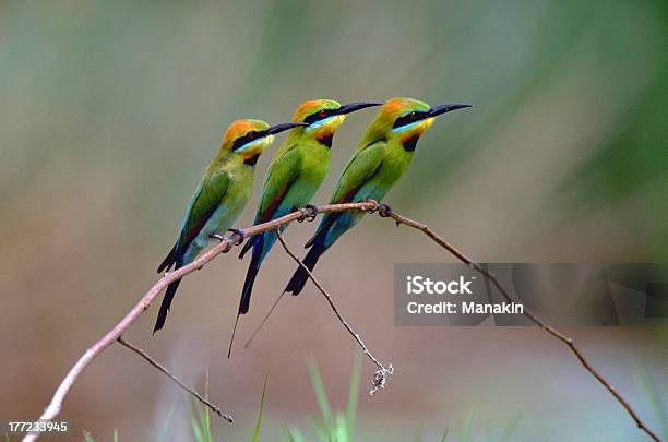 Three Rainbow Beeeaters Stock Photo - Download Image Now - Bird, Australia, Three Animals