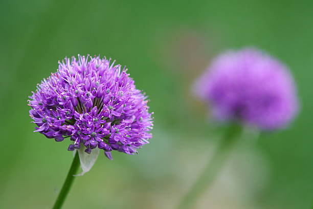 Purple Allium blossom in front of green background stock photo