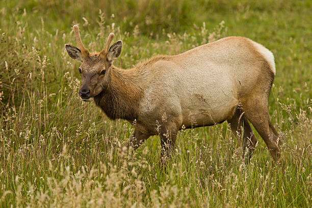 Young Tule Elk "Young Tule Elk (Cervus canadensis) in a wilderness at Point Reyes National Seashore, California." west marin stock pictures, royalty-free photos & images