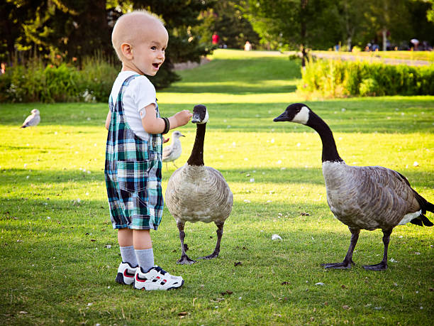 Little boy feeding geese in local park stock photo