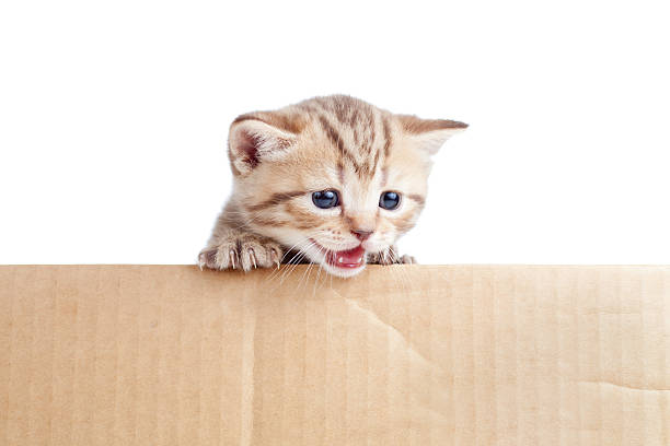istock Scottish british baby kitten in cardboard box 177234505