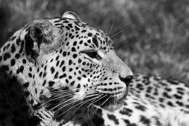 istock Head shot of leopard 177234513