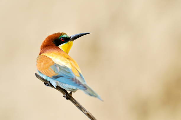 bee-eater outdoor bee-eater in natural habitat (merops apiaster) bee eater photos stock pictures, royalty-free photos & images