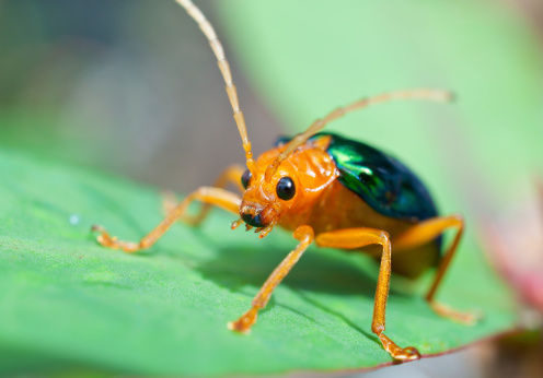 Macro shot of a bombardier beetle on leaf.