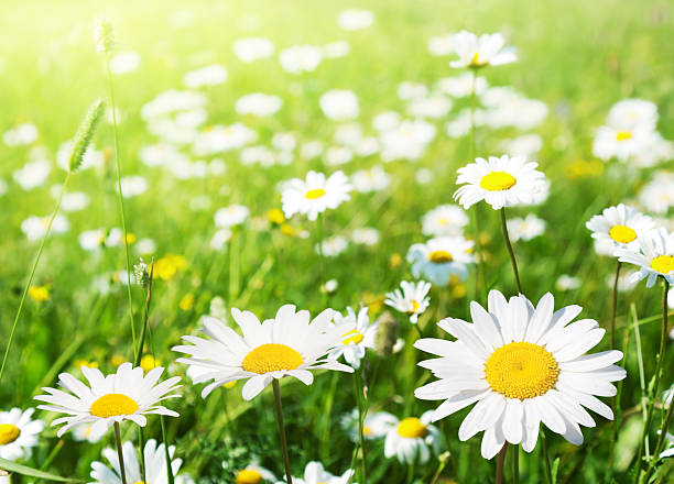 istock field of daisy flowers 177234681