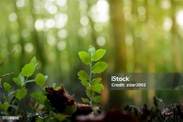 Closeup Image Of A Seedling Tree Stock Photo - Download Image Now - Branch - Plant Part, Bright, Brightly Lit