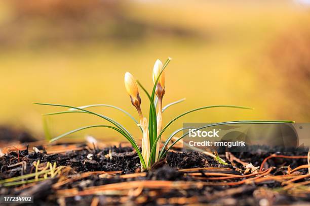 Gelbe Krokus Stockfoto und mehr Bilder von Bildschärfe - Bildschärfe, Blume, Blumenbeet