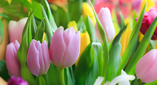 istock beautiful tulips with green leaves 177234953