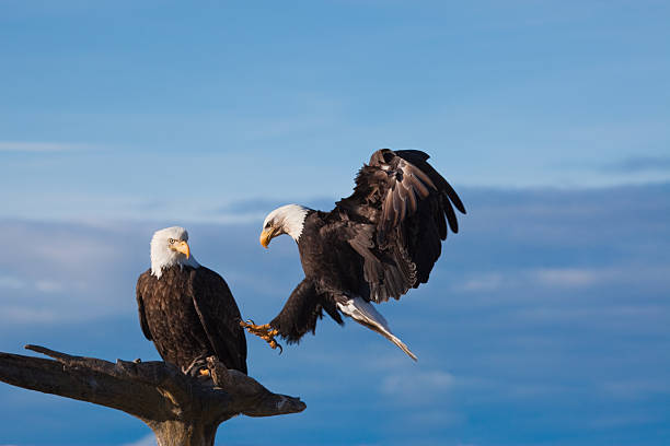 Two American Bald Eagles stock photo