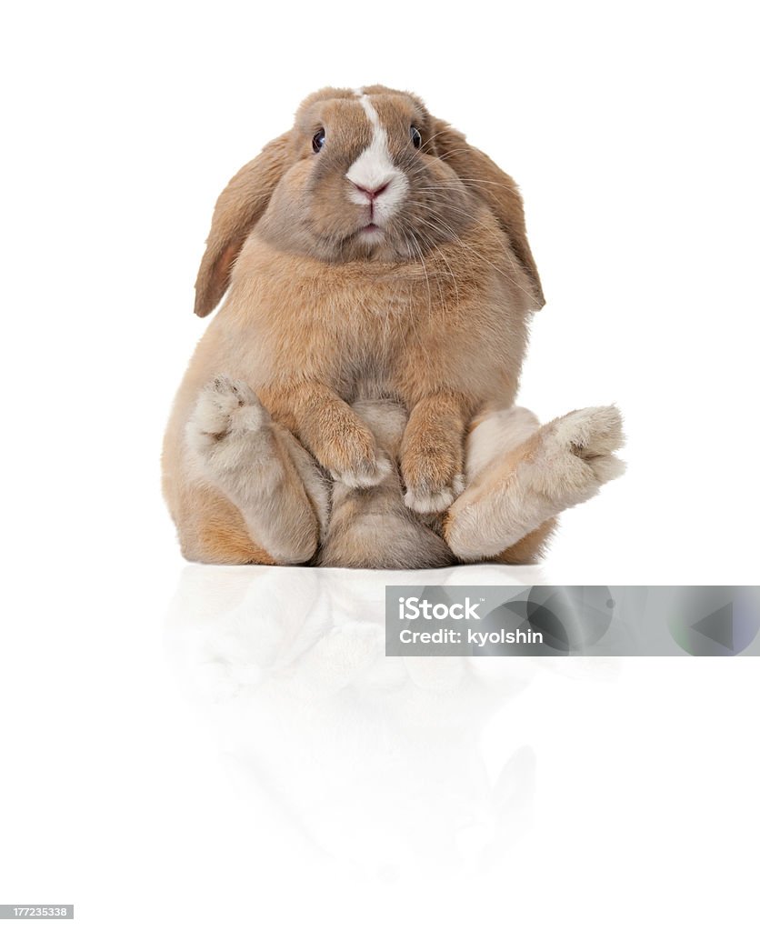 little bunny de estar - Foto de stock de Conejo - Animal libre de derechos