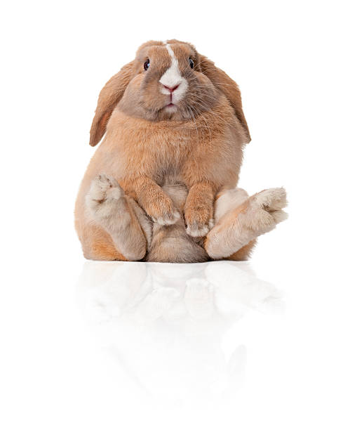 petit lapin assis - animal fat photos et images de collection