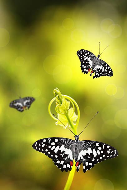 istock Butterfly on a young plant with background bokeh 177235450