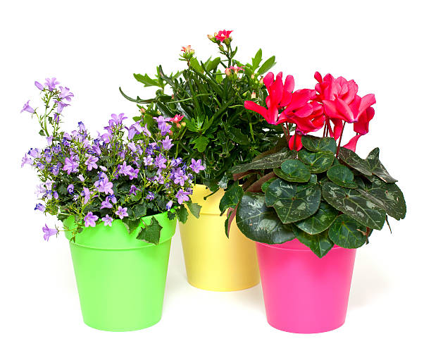 istock three colorful potted flowers 177235497