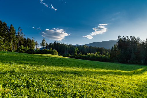 an idyllic scene with the golden light of sunset on a green meadow against a dark blue sky with some clouds and a forest. tranquill landscape in Austria.