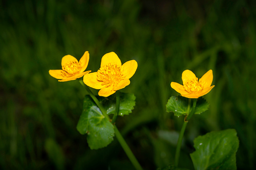 three blossoms of buttercup also kwnon as kingcup or cow lily